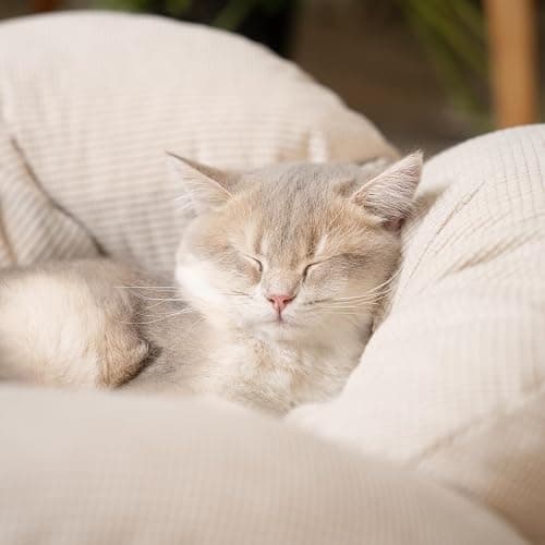 CHEERHOME PETS Elevated Cat Bed Wooden with Cushion Fluffy Pet Couch Sofa for Indoor Cats Raised Kitty Lounge Chair Suitable for Puppy, Cat Furniture(White) thumbnail 7