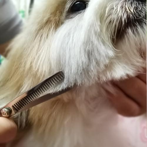 FAIGEO Dog Grooming Scissors with Safety Round Tips Stainless Steel Professional Dog Grooming Kit - Thinning, Curved Scissors and Comb for Cat Pet (Pink 4 in 1) thumbnail 8
