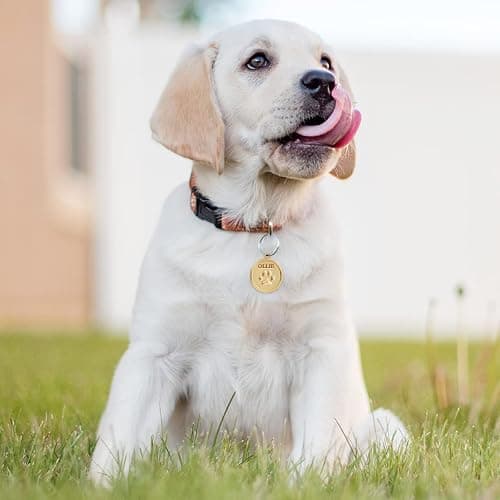 MEMOPAW Dogs ID Tags Personalized Double Sided Deep Engraved Cat & Dog Collar Charm Round Shape Frosting Process Silver/Gold Plated (PAW-Gold) thumbnail 2