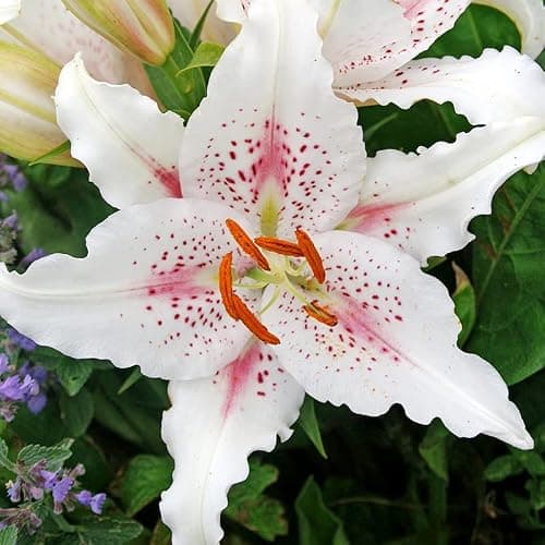 Muscadet Oriental Lilies Flower Bulbs - 3 Lily Bulbs per Pack - Pleasantly Scented - Attracts Butterflies and Hummingbirds - Good as Cut Flowers - Grows Well in Containers - Perennializing Garden thumbnail 3