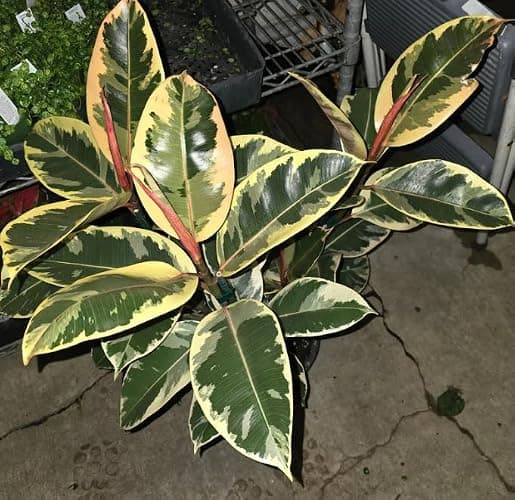 Variegated Rubber Tree Plant, Ficus Elastica Tineke, 8-Inch Pot, Extra Large Size thumbnail 2