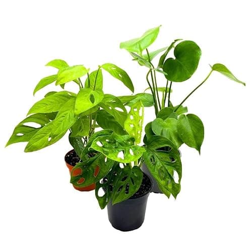 BubbleBlooms Monstera Assortment, 4 inch Set of 3 Different Monsteras, Swiss Cheese, Deliciosa, Minima, Narrow thumbnail 5