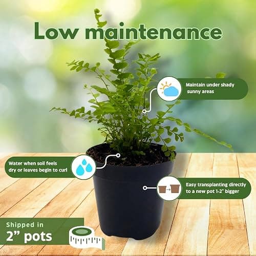 BubbleBlooms Fern Variety Assortment, 6 Different Ferns in 2 inch pots Tiny Mini Pixie Plants thumbnail 5