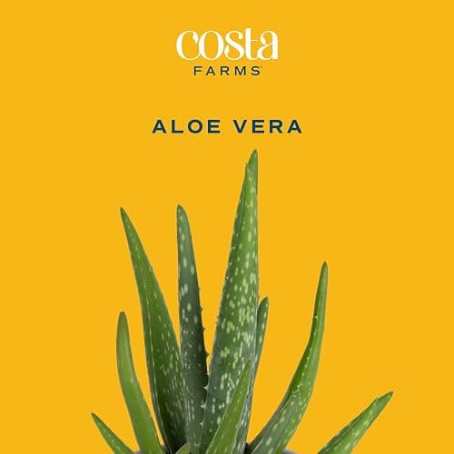 Costa Farms Aloe Vera Live Plants in Plastic Pots, Easy to Maintain, Air Purifying Indoor Succulents, Houseplants for Home, Room, or Office Decor, House Warming or Birthday Gift, 12-18, Pack of 2 thumbnail 3