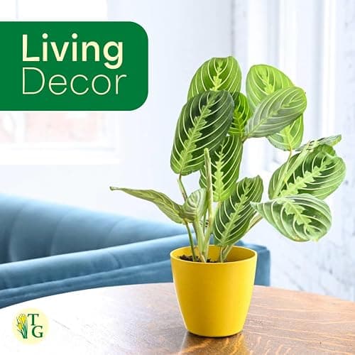 Thorsen's Greenhouse Lemon Lime Prayer Plant, Live Indoor Plant, Pet Friendly, Attractive Houseplant, Lemon Maranta, Natural Air Purifier, Easy to Grow, 4" Diameter Pot (Gold) thumbnail 4