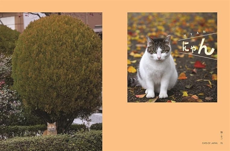 Neko: Cats of Japan thumbnail 5