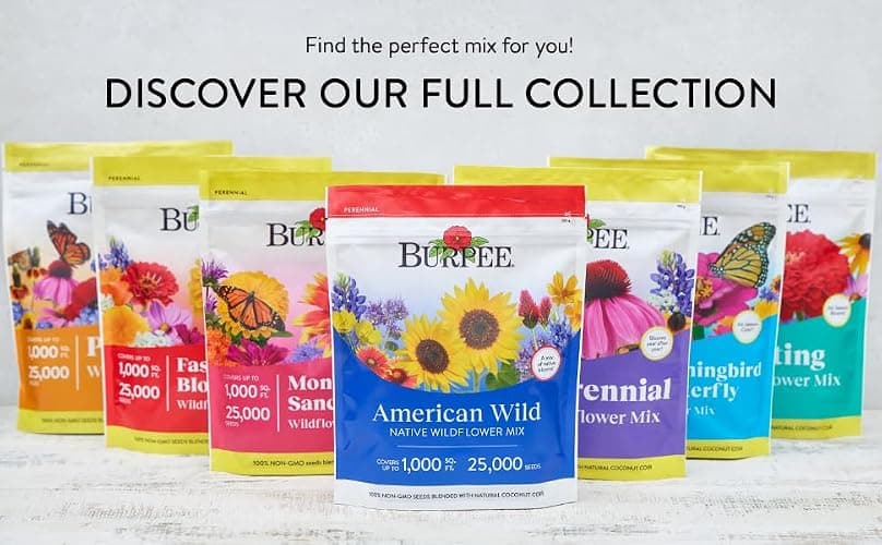 Burpee Wildflower 25,000 Bulk, 1 Bag 18 Varieties of Non-GMO Flower Seeds for Hummingbirds and Butterflies thumbnail 7