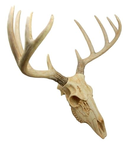 Ebros Gift Rustic Hunter Deer 10 Point Buck Skull Trophy Antlers Wall Mounted Plaque Decor Figurine 14.25" Long Hunter's Antler Rack Theme Deer Buck Hunting Skulls Trophies Hanging Sculpture thumbnail 7