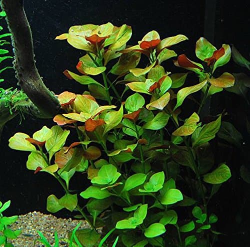 California Bundle - 25+ Stems / 6 Species Live Aquarium Plants Package thumbnail 7