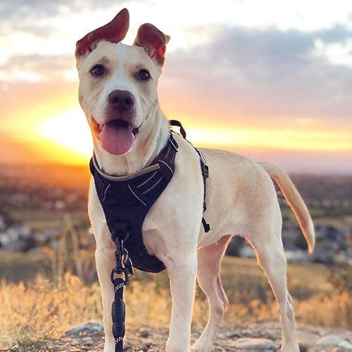 rabbitgoo Dog Harness, No Pull for Large Dogs with 2 Leash Clips, Pet Vest | No Choke with Handle, Adjustable Soft Padded, Reflective, Easy Control for Walking, Black, Large thumbnail 8