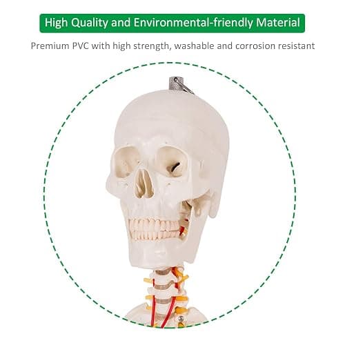 Giantex Life Size 70.8" Human Anatomical Anatomy Skeleton Medical Model + Stand thumbnail 7