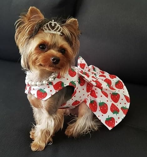 Dog Dress Bowknot Harness Leash Set for Small Dogs Red Strawberry Dog Cat Clothes Cute Puppy Outfits Pet Clothes Spring Summer Breathable Dresses(X-Samll) thumbnail 2