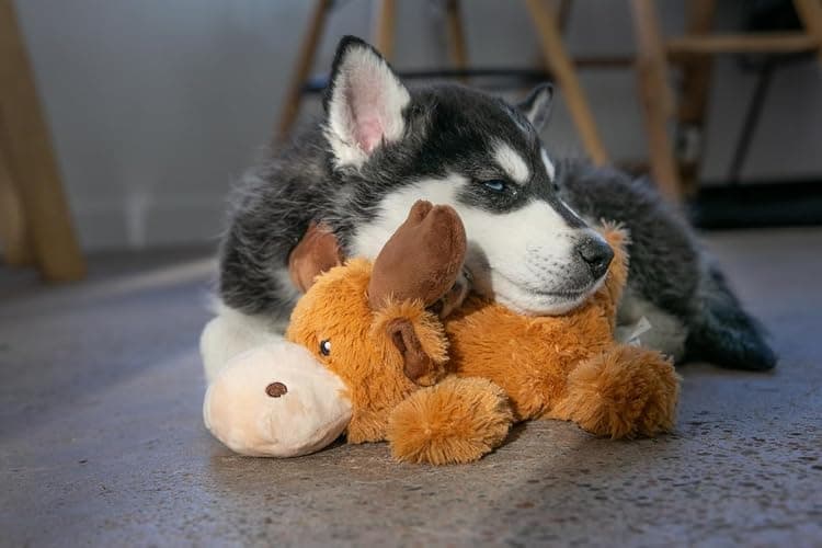 (2 Pack) KONG Moose & blue dog plush dog toys thumbnail 5