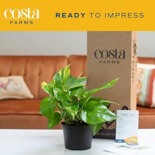 Costa Farms Golden Pothos Live Plant, Easy Care Indoor House Plant in Grower's Pot, Potting Soil, Great for Outdoor Hanging Planter or Basket, Housewarming Gift, Desk Decor, Room Decor, 10-Inches Tall thumbnail 3