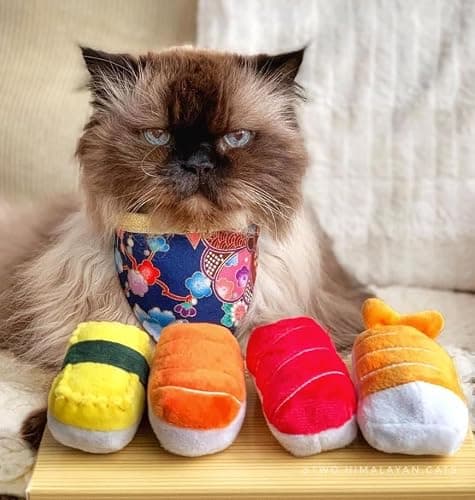 munchiecat Premium Organic Catnip Sushi Toy (1-pc) for Cats, Kittens - USA Made Durable Design for Pouncing, Batting and Play thumbnail 8