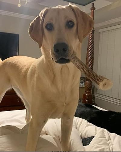 WhiteTail Naturals Deer Antlers for Dogs (1 lb Bulk Pack) Premium Antler Chews for Medium to Large Dogs – Grade A, Wild Sourced & Naturally Shed (Approx. 4-5 Count) thumbnail 9