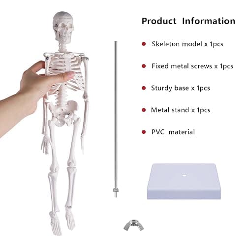 NLShan Human Skeleton Model for Anatomy: Scientific Model with Movable Arms, Legs & Display Stand - 17" Mini Human Skeleton Model for Study and Display thumbnail 5