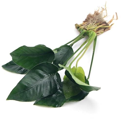 Anubias Barteri VAR Nana Live Aquarium Plants Aquascaping Fish Tank Plant k2aqua - Image 1