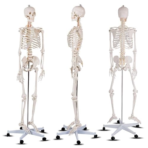 Giantex Life Size 70.8" Human Anatomical Anatomy Skeleton Medical Model + Stand thumbnail 9