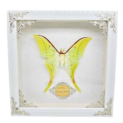 Real Framed Butterfly Moth Specimens，Various Moth Butterfly Specimens (Luna Moth) - Image 1