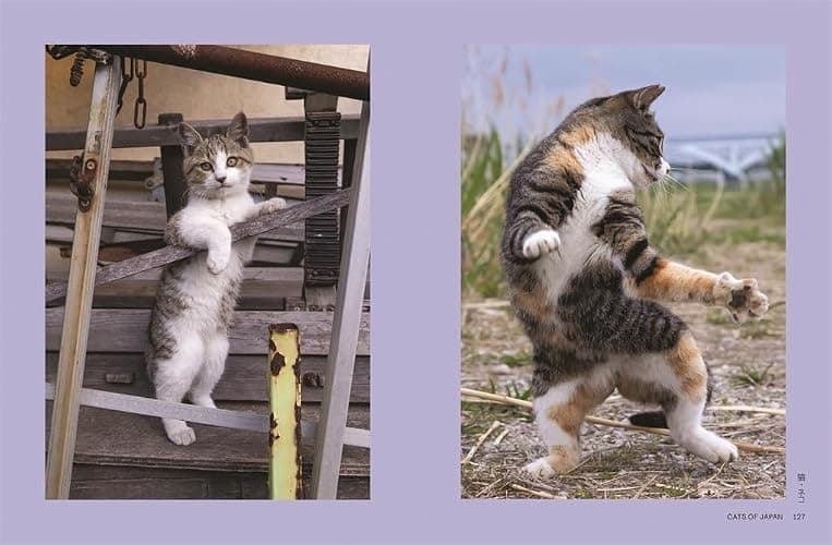 Neko: Cats of Japan thumbnail 8