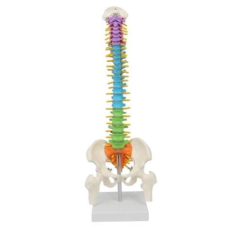 45cm Farbiges Flexibles menschliches Wirbelsäulenmodell mit Spinalnerven, Wirbelsäulenmodell, Becken und Oberschenkeln, anatomisches Modell der Wirbelsäule für Medizinstudenten Ärzte und Lehrer - Image 1