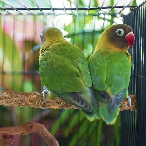 6 Pcs Parrot Perch Bird Perch Stand Set Budgie Toys Bird Cage Accessories Toys for Cockatiels Lovebirds Budgies Chewable (Natural, 10-12Inch) thumbnail 3