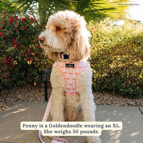Lucy & Co. Cute Reversible Dog Harness Walking Halter - Best Designer Pet Harnesses for XS - XL Dogs - Padded Adjustable Vest for Easy Walking (X-Small, Ballet Bows - White & Pink Bows) thumbnail 8