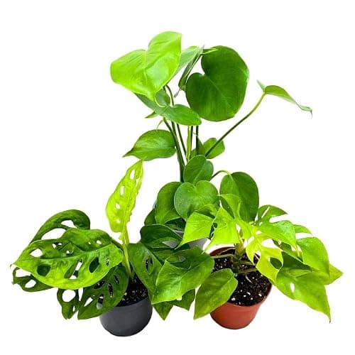 BubbleBlooms Monstera Assortment, 4 inch Set of 3 Different Monsteras, Swiss Cheese, Deliciosa, Minima, Narrow - Image 1