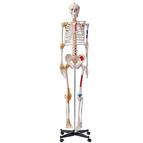 VEVOR Human Skeleton Model for Anatomy, 71.65" Life Size, Accurate PVC Anatomy Skeleton Model with Ligaments, Movable Arms, Legs & Jaw, with Muscle Origin & Insertion Points, for Professional Teaching - Image 1