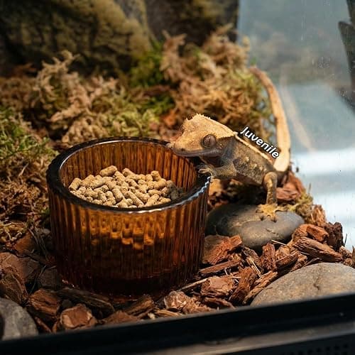 4 Pack Glass Reptile Feeding Dish Food Water Bowl Colorful Eating Container for Small Reptile Lizard Gecko Corn Snake (Random Color thumbnail 3
