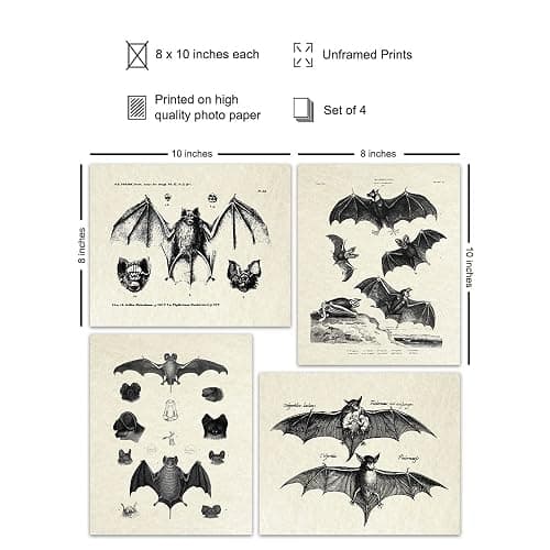 Bats Wall Decor - Vintage Retro Hipster Goth Art, Home or Room Decoration - Gift for Gothic, Horror, Vampire Fans - 8x10 UNFRAMED Creepy Scary Anatomical Picture Poster Print Set thumbnail 2