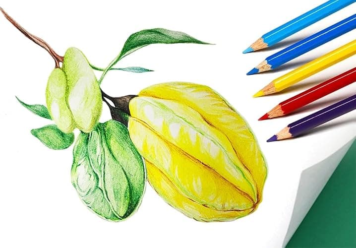 SKKSTATIONERY 50Pcs Colored Pencils, 50 Vibrant Colors | Drawing Pencils for Sketch, Arts, Coloring Books, Back to school thumbnail 7
