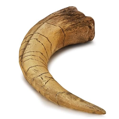 Fossilized Teeth and Claws of Various Prehistoric Dinosaurs, Megalodon Shark Teeth, and High-Fidelity Replicas (Megaraptor Claw) thumbnail 8