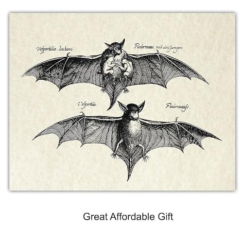 Bats Wall Decor - Vintage Retro Hipster Goth Art, Home or Room Decoration - Gift for Gothic, Horror, Vampire Fans - 8x10 UNFRAMED Creepy Scary Anatomical Picture Poster Print Set thumbnail 6
