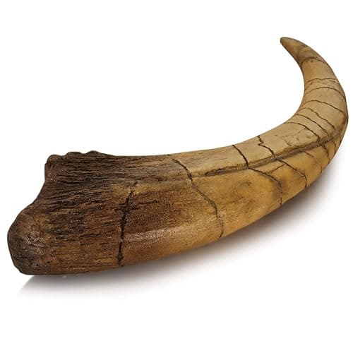 Fossilized Teeth and Claws of Various Prehistoric Dinosaurs, Megalodon Shark Teeth, and High-Fidelity Replicas (Megaraptor Claw) thumbnail 4