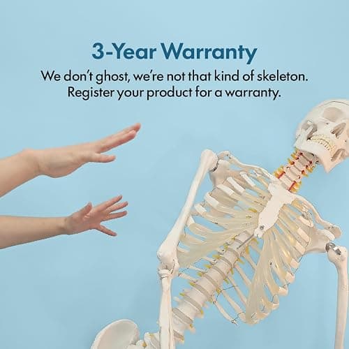 Axis Scientific Life Size Skeleton Model for Anatomy Study, Includes 3 Printed Guides, Pelvic-Mounted Rolling Stand, and US-Based Customer Service thumbnail 5