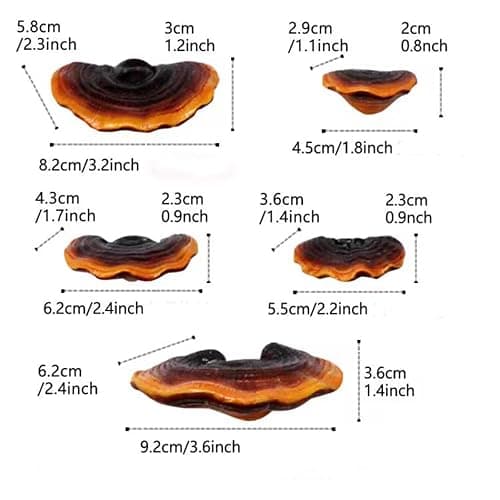 Set of 5 Mushroom Wall Shelves - Small Floating Shelves for Home Decor, Kitchen, Bedroom | Cute Resin Mushroom Shelf, Cottagecore & Reptile Gecko Habitat Accessory thumbnail 3