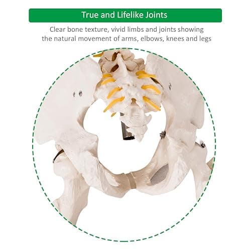 Giantex Life Size 70.8" Human Anatomical Anatomy Skeleton Medical Model + Stand thumbnail 6