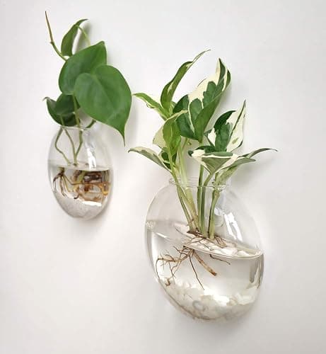 Mkono Wall Hanging Planter Propagation Station Glass Flower Vase for Hydroponics Plants, Bathroom, Home Office Living Room Decor Gift, Oblate Set of 3 thumbnail 4