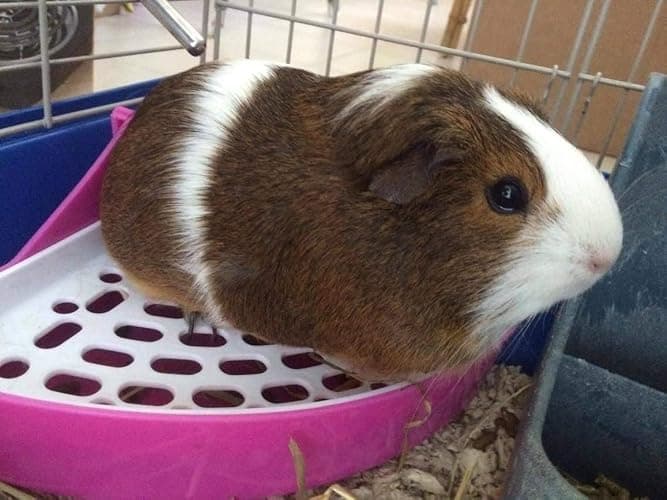Hypeety Pet Toilet Small Animal Litter Tray Corner for Hamster Guinea Pig Ferret Gerbil Chinchilla Pet Small Rat Toilet Pink thumbnail 5