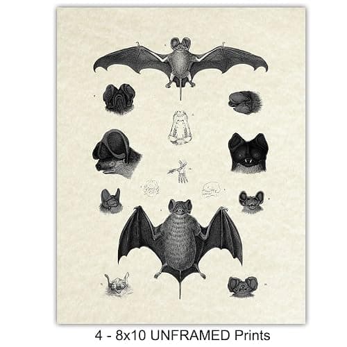 Bats Wall Decor - Vintage Retro Hipster Goth Art, Home or Room Decoration - Gift for Gothic, Horror, Vampire Fans - 8x10 UNFRAMED Creepy Scary Anatomical Picture Poster Print Set thumbnail 5
