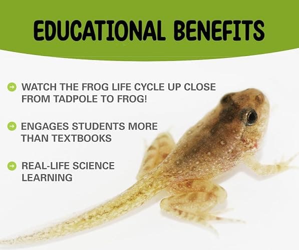 Tadpole to Frog Kit with Certificate for 2 Live Tadpoles, All-in-One Bundle | Watch metamorphosis with this complete tadpole kit, an all-in-one bundled engaging science project thumbnail 7