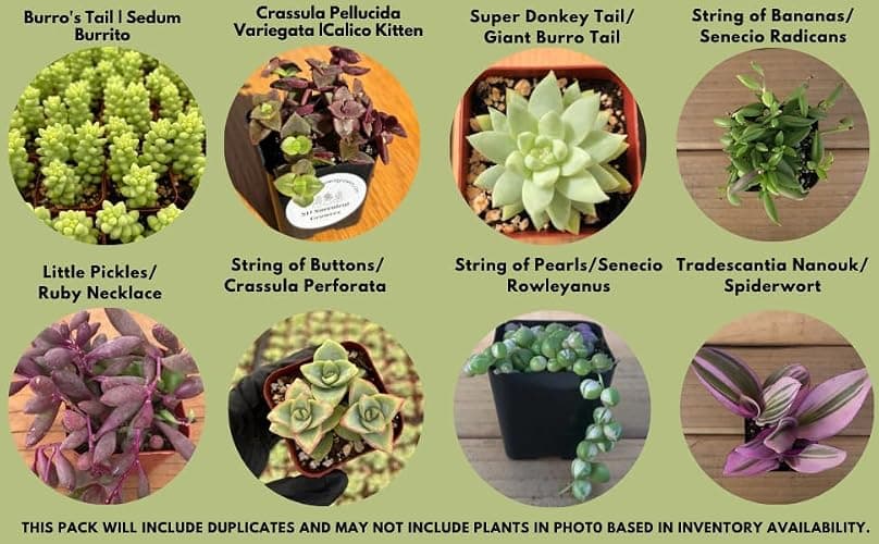 Live Trailing Mystery Succulent | Well Rooted Real Hanging Succulents Planted in 2 inch Pots | Assorted Small Starter Plants for DIY, Home Outdoor/Indoor Wedding or Birthday Gift (4 Pack) thumbnail 7
