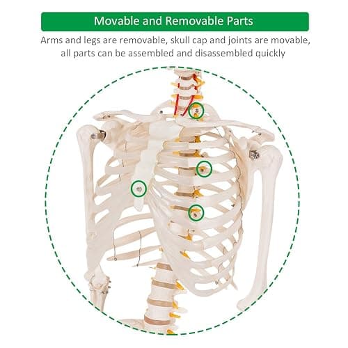 Giantex Life Size 70.8" Human Anatomical Anatomy Skeleton Medical Model + Stand thumbnail 5