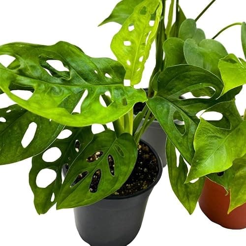 BubbleBlooms Monstera Assortment, 4 inch Set of 3 Different Monsteras, Swiss Cheese, Deliciosa, Minima, Narrow thumbnail 4