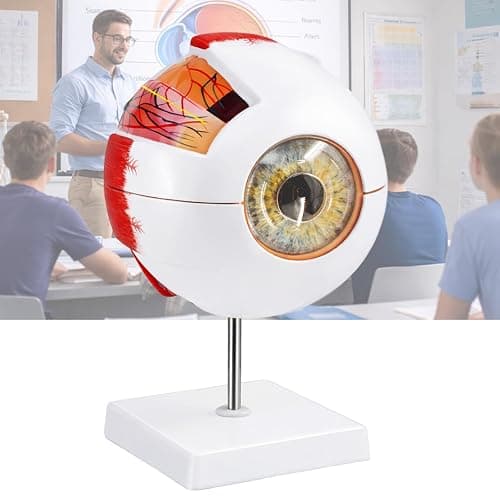 Eye Anatomy Model, 6X Enlarged Eyeball Model, Human Eye Anatomical Model for Science Education Students Study Display Medical Teaching, with Removable Stand - Image 1