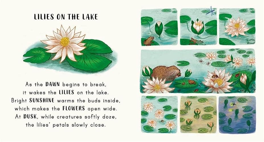 Slow Down… Discover Nature in the Park: Bring calm to Baby's world with 6 mindful nature moments thumbnail 4