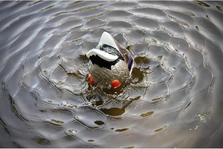 Mojo Outdoors Mojo Butt Up Rippler, Mallard thumbnail 3