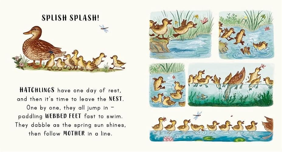 Slow Down… Discover Nature in the Park: Bring calm to Baby's world with 6 mindful nature moments thumbnail 3